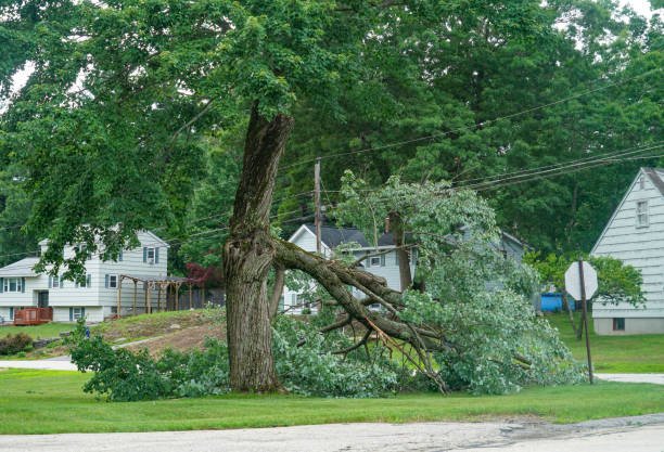 How Our Tree Care Process Works  in  Colona, IL