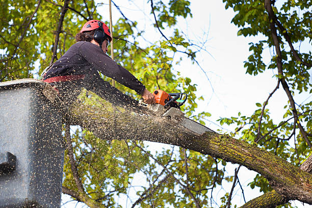 Trusted Colona, IL Tree Services Experts